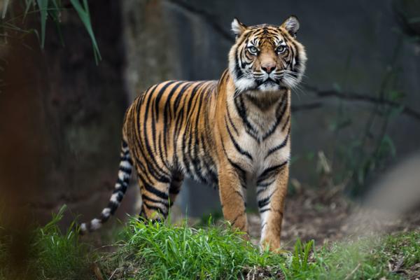 Para qué soñando con un tigre - ¿Por qué sueña un tigre de Bengala?