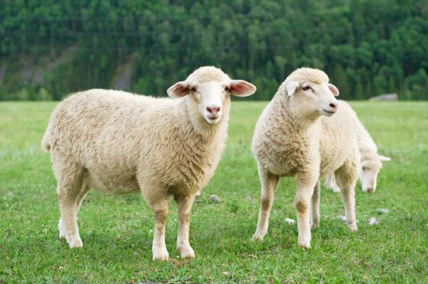¿Por qué sueña la oveja? ¿Por qué sueña la oveja blanca?