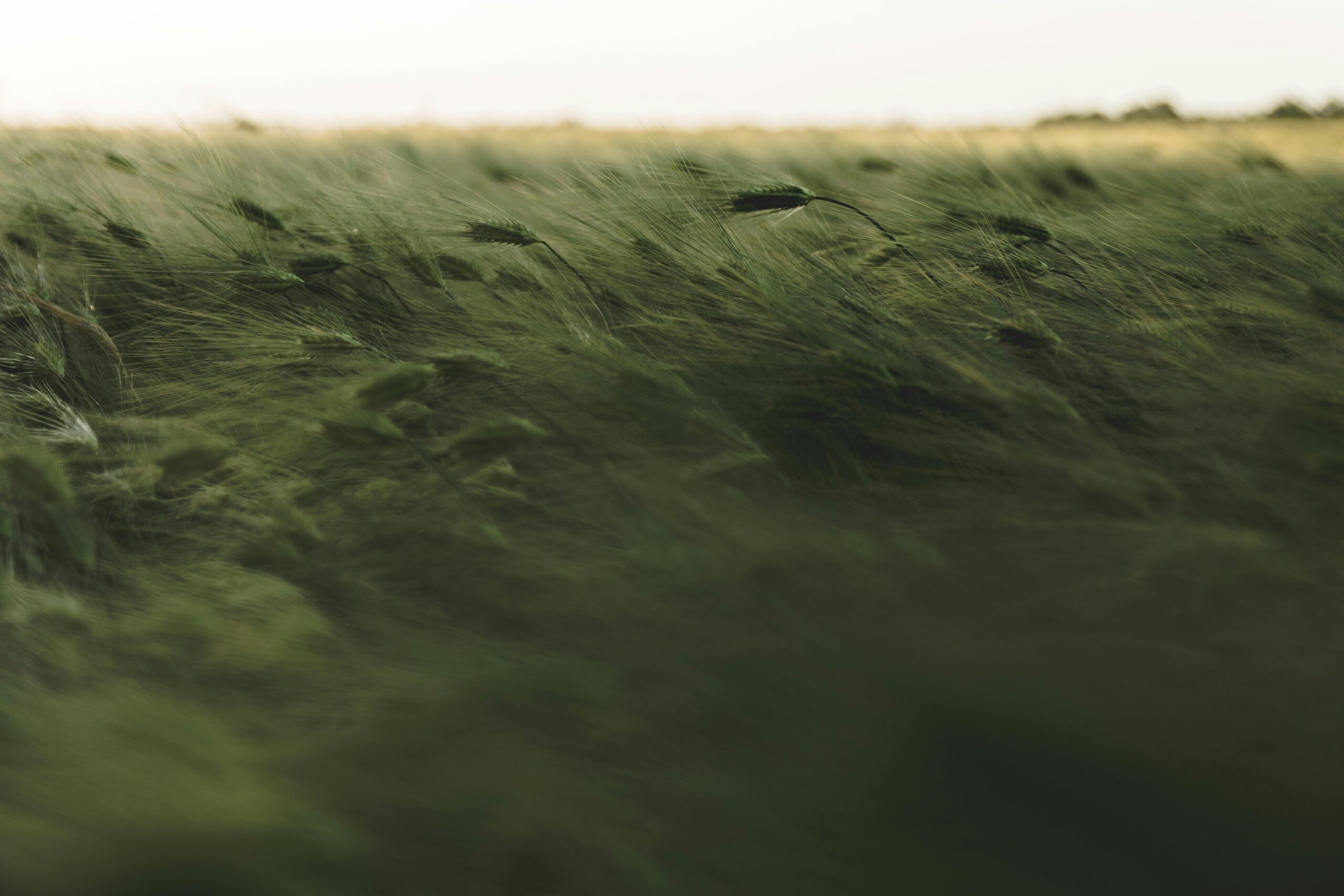 A tranquil scene of green grass swaying in the wind creating a blurred landscape effect.